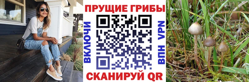 Псилоцибиновые грибы Psilocybe купить наркотик Обь